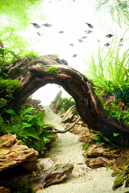 90x45x45cm planted dragon stone aquascape | up the valley | Stu Worrall | Flickr Dragon Stone Aquascape, Stone Aquascape, Fish Tank Themes, Taman Air, Fish Tank Terrarium, Lots Of Plants, Cool Fish Tanks, Aquascape Design, Diy Fish Tank