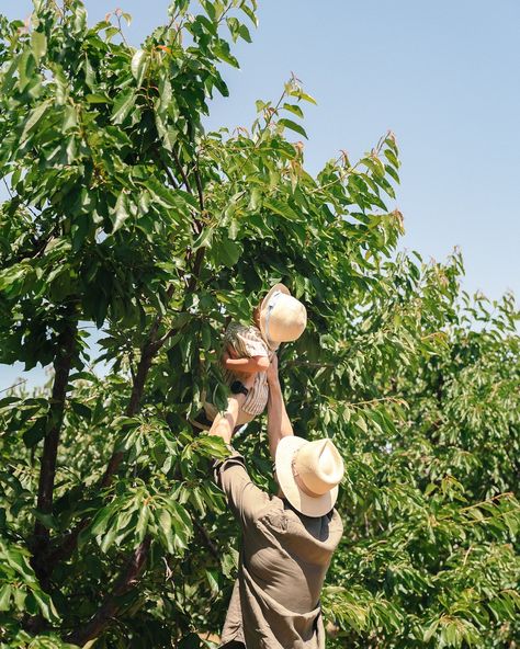 Our first family strawberry and cherry picking adventure was the sweetest! 🍓🍒 ‍This little farmer 👨‍🌾 had a berry good time and a cherry on top! 

📍Three Nunns Farm Tom Lake, Berry Good, Cherry Picking, Strawberry Picking, Cherry On Top, July 12, Good Time, Farmer, Berry