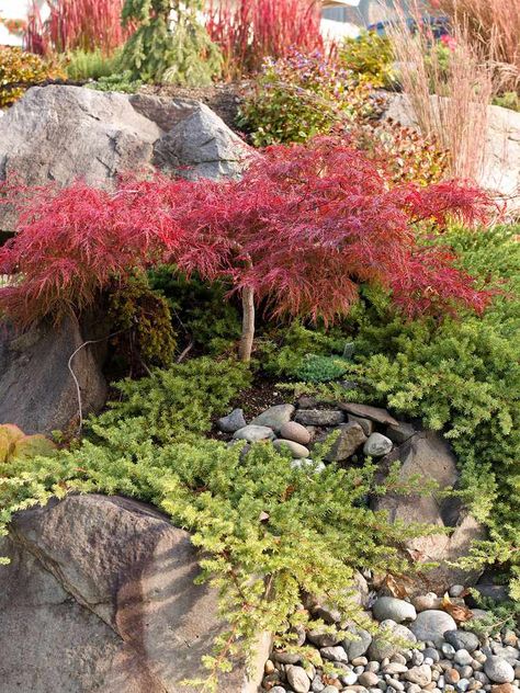 12 Plants with Colorful Leaves for Brightening Up Your Garden Red Maple Tree Landscaping, Japanese Maple Tree Landscape, Plants With Colorful Leaves, Maple Tree Landscape, Japanese Maple Garden, Fall Landscaping, Small Japanese Garden, Japanese Garden Landscape, North Garden