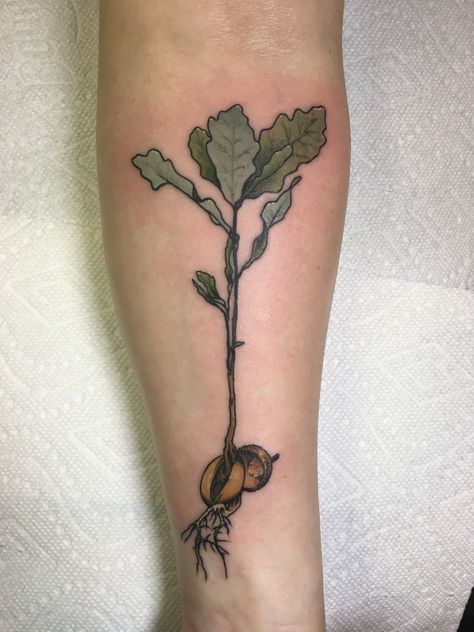 Acorn To Oak Tree Tattoo, Acorn Oak Tattoo, Giving Tree Stump Tattoo, Oak Sapling Tattoo, White Oak Tattoo, Poison Oak Tattoo, Live Oak Tattoo, Tree Seed Tattoo, Walnut Tattoo