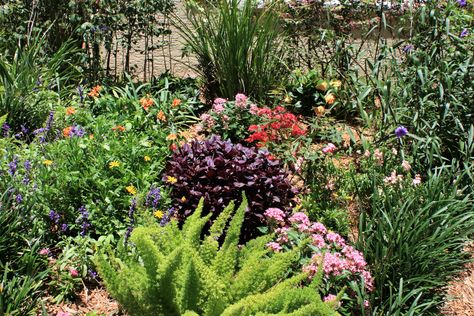 12 Plants That Thrive in the Sun: How to Make Your South Florida Flowerbed Beautiful Garden In Florida, Common Garden Plants, Foxtail Fern, Florida Flowers, Florida Landscaping, Florida Plants, Florida Gardening, Sun Loving Plants, Asparagus Fern