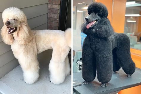 10 Best Poodle Haircuts For Dog Groomers | PoodleHQ Standard Poodle Haircut Styles, Standard Poodle Haircuts, Poodle Haircuts, Poodle Haircut Styles, Poodle Hair, Poodle Haircut, Poodle Cuts, Puppy Cut, Poodle Grooming