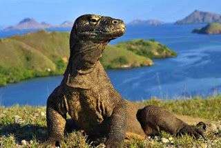 Pulau Komodo, Dragon Facts, Best Of Bali, Large Lizards, Indonesia Tourism, Komodo National Park, Monitor Lizard, Komodo Island, Komodo Dragon