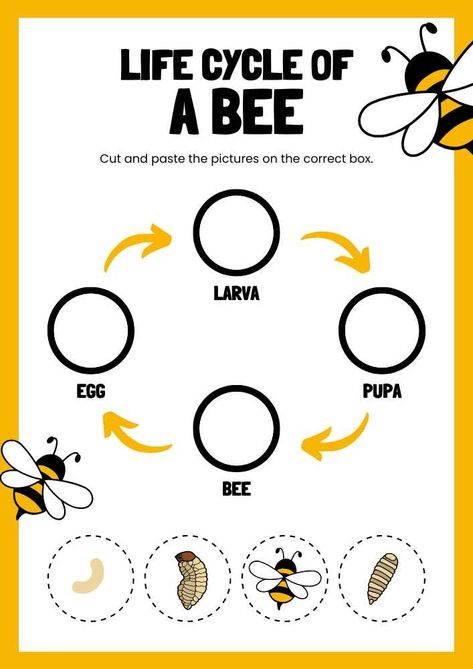 Life Cycle Of A Bee Craft, Insect Life Cycle Preschool, Bee Cycle Life, Life Cycle Of A Bee Free Printable, Bee Activity For Preschool, Bee Preschool Activities, Lifecycle Of A Bee, Bee Life Cycle Craft, Bee Activities For Preschool