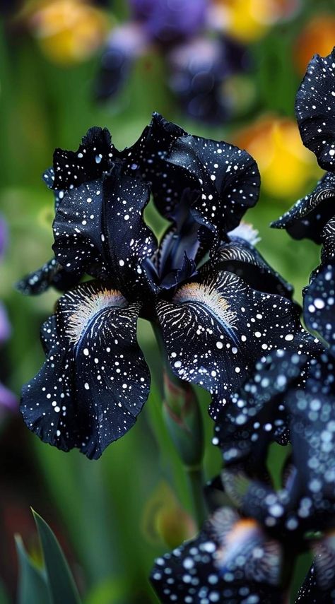 Black And White Garden Ideas, Garden Palette, Outdoor Decor Ideas, Gothic Flowers, Goth Garden, Gothic Garden, Black Garden, Painted Flower Pots, Black Iris