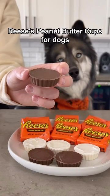 @eatinghealthytoday on Instagram: "🐶 Sweet Treats For Your Dog! Made by @thehuskyfam" Dog Trick Or Treat, Dog Trick, Reese's Chocolate, Trick Or Treaters, Reeses Peanut Butter Cups, Dog Hacks, Dog Treat, Trick Or Treater, Peanut Butter Cups