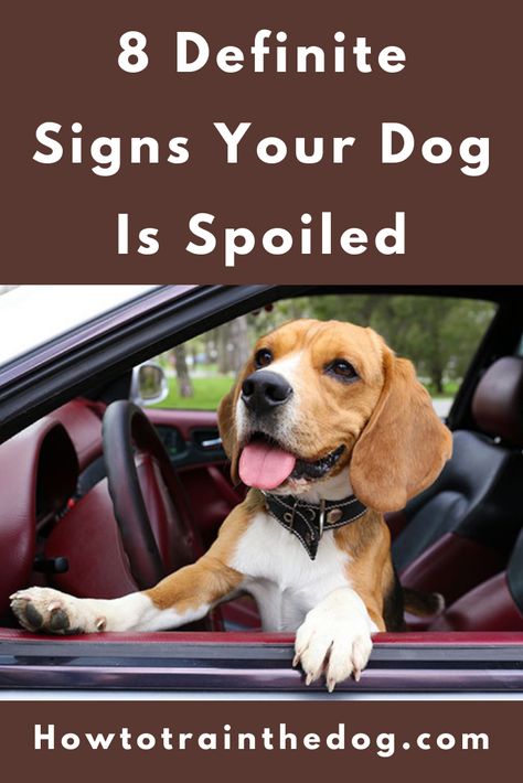 Here are eight signs your pet is too spoiled and what you can do about it... Pug Training, Dog Commands Training, Puppy Training Guide, Pet Gift Ideas, Spoiled Dog, Spoiled Pets, Dog Behaviorist, Dog Gift Ideas, Service Dog Training