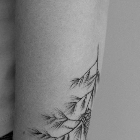 Pine Tattoo Minimalist, Fine Line Juniper Tattoo, Pine Needle Tattoo Branches, Pine Leaves Tattoo, Pine Sprig Tattoo, Spruce Branch Tattoo, White Pine Tree Tattoo, Fine Line Pine Tree Tattoo, White Pine Tattoo