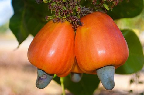 Cashew Fruit Drawing, Amla Fruit Photography, Cashew Apple, Cashew Tree, Momordica Charantia, Yucca Filamentosa, Flower Dome, Tropical Countries, Cashew Nut