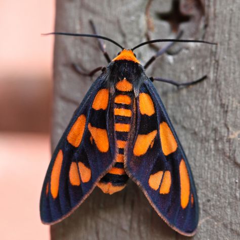 Tiger Moth, family Arctiidae | by ipost4u (Chris) Colorful Moths, Cute Moth, Foto Macro, Wooden Gate, Tiger Moth, Insect Photography, Cool Bugs, Bug Art, Beautiful Bugs