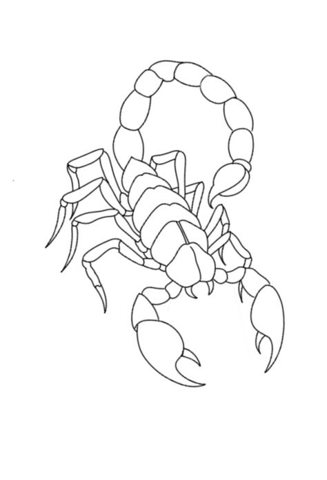 Scorpion Coloring Pages, Easy Scorpion Drawing, Scorpion Drawing Sketches, Scorpion Drawing Simple, Scorpion Tattoo Outline, Scorpion Tattoo Stencil, Scorpion Outline, Scorpion Image, Traditional Tattoo Drawings