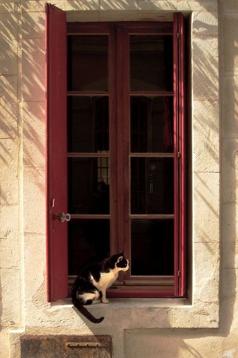 Warm Aesthetic, Iphone Wallpaper Cat, Cat Window, Cat Sitting, Red Aesthetic, All About Cats, Window Sill, The Window, Cat Pics