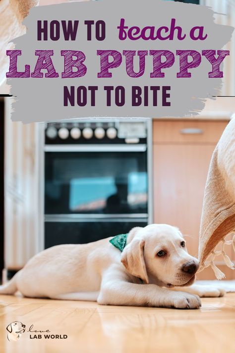 Labrador Retriever puppies are playful, but sometimes, they can get carried away and bite you and your stuff. This may lead you to search for ways to help you train your Lab puppy not to bite.In this article, we are going to take a look at what you can do to teach your Labrador pup to stop biting. Click for more training a labrador, labrador retrievers, labrador owners, labrador care, dog training, raising a dog. Training Labrador Puppies, How To Train A Labrador Puppy, Lab Training Tips Puppies, Lab Puppy Training Tips, Lab Puppy Training, White Labrador Puppy, Labrador Puppy Training, Silver Lab Puppies, Labrador Training