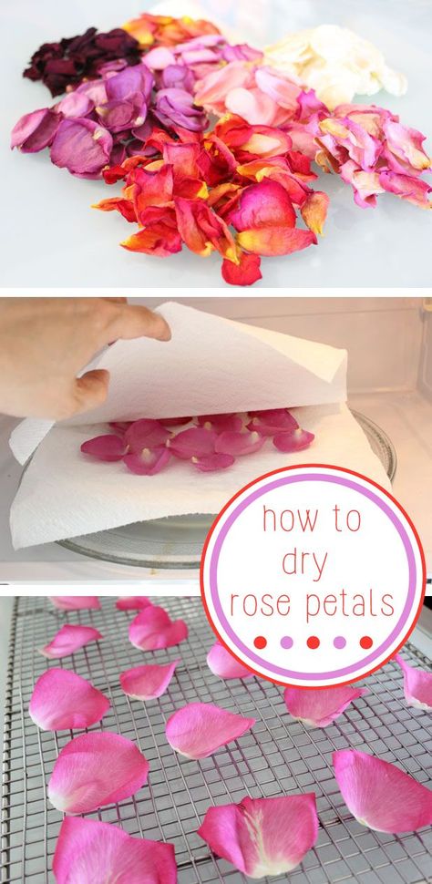 This is the best way to preserve the beauty and fragrance of a beautiful bouquet of fresh roses.  Drying them make them great embellishments for cards, confetti for weddings and bridal showers, and potpourri. www.ehow.com/... Dry Rose Petals, Dry Rose, Drying Roses, Gift Crafts, Skirt Diy, Dried Rose Petals, Mason Jar Diy, Mason Jar Crafts, Jar Crafts