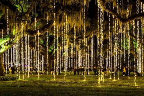 Brookgreen Gardens  - Night of a Thousand  Candles  -  Murrells Inlet Brookgreen Gardens, Murrells Inlet Sc, Christmas Light Show, Hanging Christmas Lights, Best Christmas Lights, Murrells Inlet, Christmas Light Displays, Yucatan Mexico, Garden Christmas