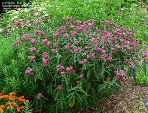 Asclepias incarnata 'Cinderella'  (swamp milkweed) Rose Milkweed, Milkweed Garden, Butterfly Nectar, Butterfly Milkweed, Asclepias Incarnata, Florida Native Plants, Rain Gardens, Florida Garden, Milkweed Plant