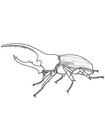 Beatle Drawings Bug Simple, Hercules Beetle Drawing, Beetle Line Drawing, Rhino Beetle Drawing, Hercules Beetle Tattoo, Rhino Beetle Tattoo, Beetle Coloring Page, Beetle Sketch, Bug Pattern