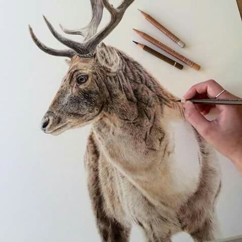 American Coonhound, Faber Castell Polychromos, Realistic Pencil Drawings, Colored Pencil Artwork, Consciousness Art, Deer Art, Wildlife Artists, Red Deer, Color Pencil Art