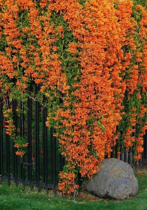 Pyrostegia Venusta, Beautiful Gardens Landscape, Kaktus Dan Sukulen, Succulent Garden Landscape, Flowering Vines, Beautiful Flowers Pictures, Orange Flower, Flowers Perennials, Tropical Garden