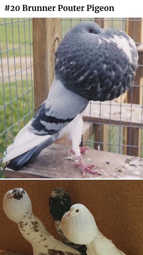 Brunner Pouter Pigeon Pouter Pigeon, Types Of Pigeons, Cute Pigeon, Channel Ideas, Animals Lover, Hyper Fixation, Amazing Birds, Youtube Channel Ideas, Funny Birds