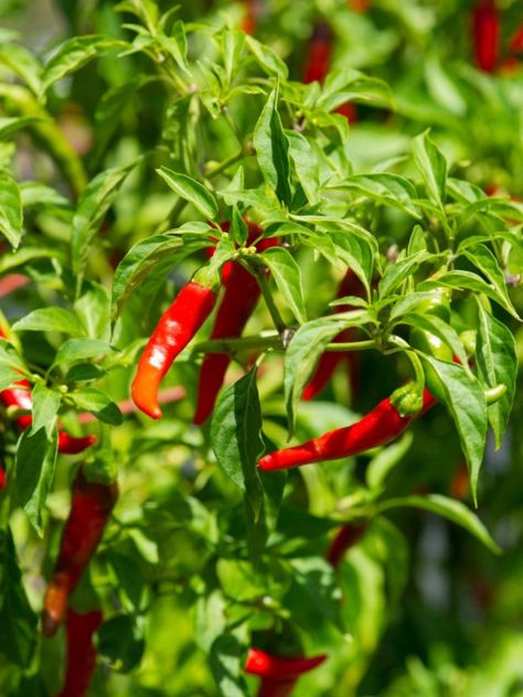 Cayenne Pepper Plant, Growing Chili Peppers, Cayenne Pepper Benefits, Chilli Plant, Capsicum Annuum, Pepper Plants, Pepper Powder, Pepper Seeds, Cayenne Pepper