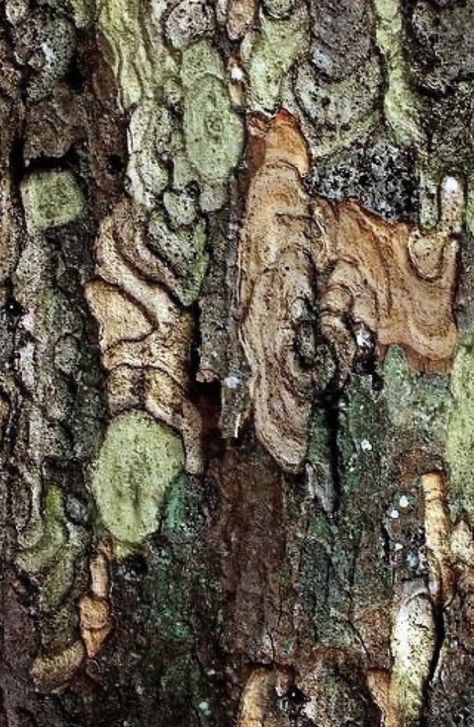 Build Resilience, Tree Textures, Judi Dench, Texture Inspiration, Kamakura, Arte Inspo, Tree Bark, Natural Forms, Fresh Vegetables