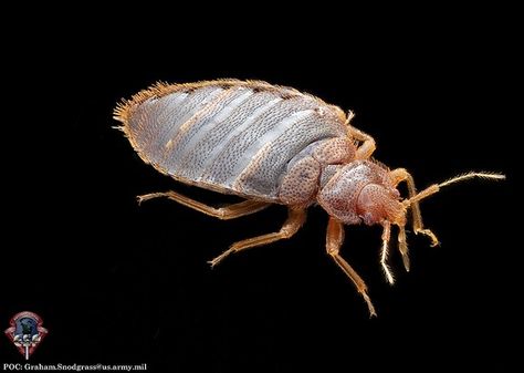 A very interesting article about Researchers hoping to design a new #bedbug eradication method based upon a traditional method of trapping the bloodsuckers as they creep. Bug Infestation, Interesting Animal, Home Pest Control, Clean My House, Diy Pest Control, Types Of Insects, Flea Prevention, Best Pest Control, Bees And Wasps