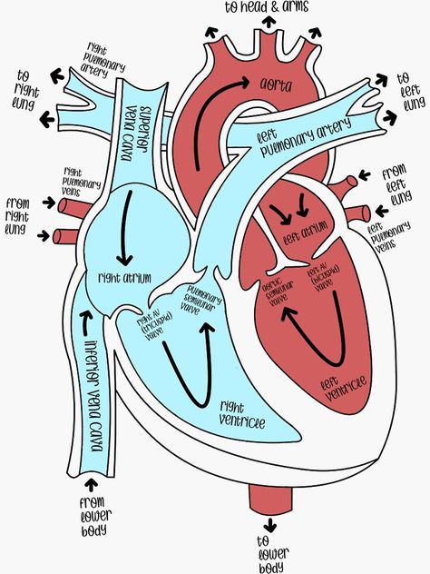 The Heart Labeled, Anatomical Heart Labeled, Labeled Heart Diagram, Internal Structure Of Heart Diagram, Anatomy And Physiology Stickers, Circulatory System Aesthetic, Heart Anatomy Drawing Notes, Heart Labelled Diagram, Heart Anatomy Studying