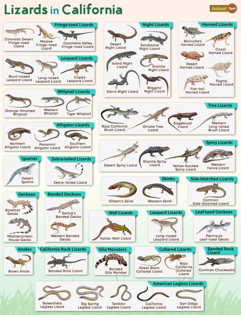 List of the Lizards Found in California – Facts with Pictures Types Of Lizards, Lizard Types, Horned Lizard, Gila Monster, Lizards, Gecko, Snakes, Reptiles, Different Types