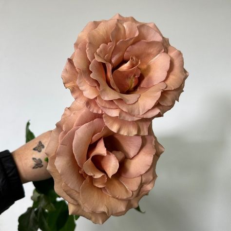 Moab Rose, Color Unit, Wholesale Flowers Wedding, Earth Tone Color, Earth Tone Colors, Diy Wedding Flowers, Wholesale Flowers, Mauve Color, Fresh Cut