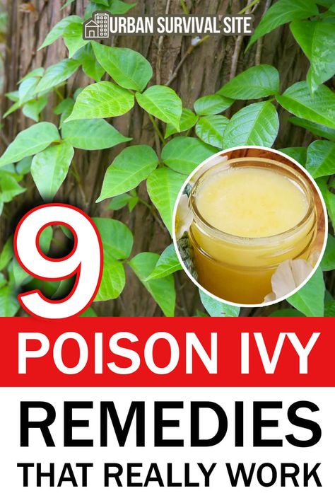 Poison Sumac Rash, Poison Oak Remedies, Poison Oak Rash, Home Remedies For Rashes, Poison Plants, Poison Ivy Plants, Poison Sumac, Poison Ivy Remedies, Survival Preparedness