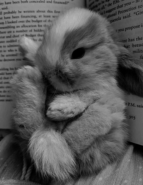 ⭑ Grey Rabbit Aesthetic, Rabbit Aesthetic, Gray Rabbit, Grey Rabbit, Grey Bunny, Mammals, Vision Board, Cute Animals, Grey