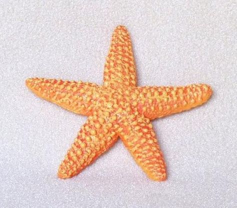 Starfish Poem, Bilateral Symmetry, Maths In Nature, Radial Symmetry, Classical Conversations, Star Fish, Photo Work, Tiny Star, Sea Star