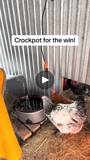 22K views · 136 reactions | My friend told me the most genius idea for these winter temps. The horses have a deicer in their water trough but chicken water is tougher with smaller containers, containers with nipples… @LindiePindie #hobbyfarm #homesteading | Homesteading Tips | Homesteading Tips · Original audio Homesteading Chickens, Heated Chicken Waterer, Chicken Waterer Diy, Homestead Tips, Farm Hacks, Homesteading Tips, Texas Winter, Chicken Waterer, Water Trough