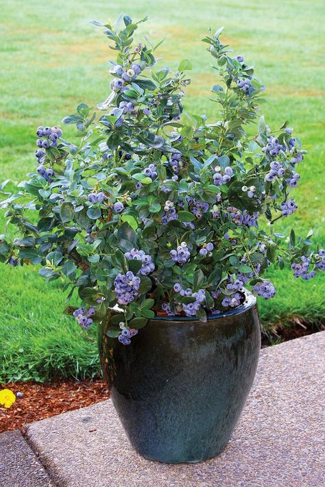 Blueberry bushes, planting & aftercare - Chris Bowers Blueberry Tree, Blueberry Gardening, Growing Blueberries, Blueberry Plant, Blueberry Bushes, Have Inspiration, Tree Seeds, Potted Trees, Starter Plants