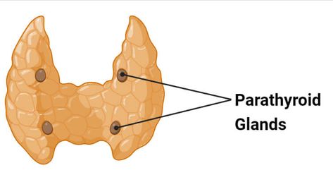 What is Parathyroid Gland? Definition of Parathyroid Gland The parathyroid gland is a type of endocrine gland that occurs in the upper and lower poles of the thyroid gland. There are four parathyroid glands that are distributed as two glands on either side of the thorax. The number of parathyroid glands in humans can differ ... Read more The post Parathyroid Gland- Definition, Structure, Hormones, Functions, Disorders appeared first on Microbe Notes. Parathyroid Gland, Skeleton System, Thyroid Gland, Muscle Contraction, Diagram Design, Body Organs, Human Anatomy And Physiology, Educational Websites, Anatomy And Physiology