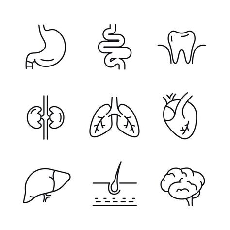 Stomach Drawing, Hair Outline, Human Stomach, Heart Organ, Dragon Anatomy, Human Lungs, Human Icon, Medical Icon, Medical School Studying