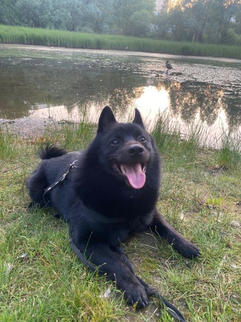 Schipperke Dog, Dog Names, Cute Funny Animals, My Dog, Loki, Beautiful Images, Dog Breeds, Husky, Funny Animals