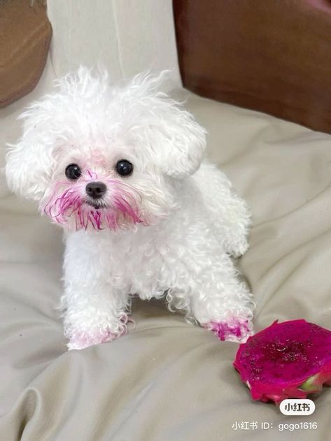 💖 (@twaniimals) on X Silly Animal Pictures, Dog Tumblr, Bichon Frise Dogs, Cute Small Animals, Cute Animals Puppies, Good Dog, Very Cute Dogs, Cute Dog Pictures, Dog Funny