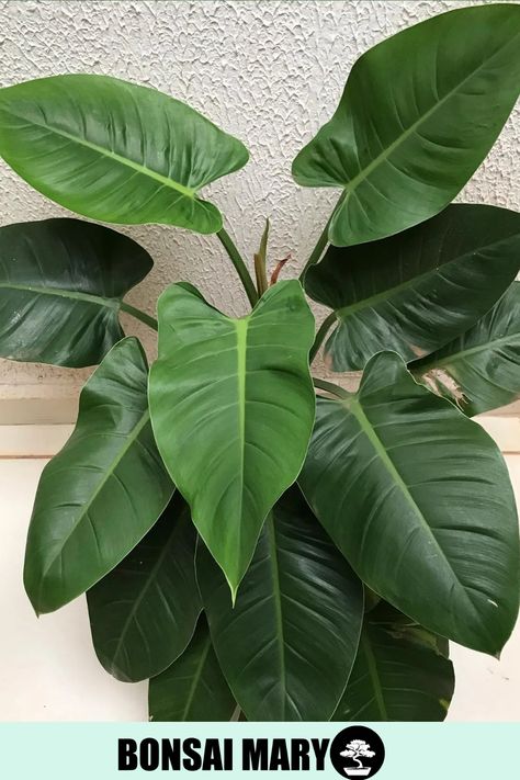 Plant enthusiasts are drawn to its hardy nature and air-purifying qualities, making it a perfect choice for both beginners and seasoned plant lovers alike. Unlock the secrets of thriving with Philodendron Imperial Green in our comprehensive article, offering care tips, propagation techniques, and the key to maintaining its imperial charm. Photo Credit: @amigadasplantinhas Philodendron Plant Care, Philodendron Care, Improve Indoor Air Quality, Growing Tips, Air Purifying, Royal Queen, Plant Lady, Indoor Plant, Indoor Air Quality