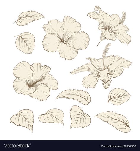 Hibiscus Line Drawing, Hibiscus Doodle, Dp Kdrama, Hibiscus Flower Tattoo Design, Hibiscus Outline, Hibiscus Flower Illustration, Hibiscus Tattoo Design, Drawing Calendar, Hibiscus Illustration