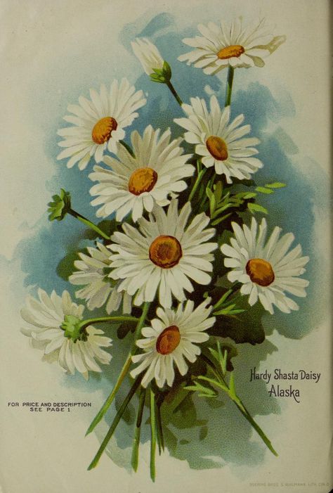 Catherine Klein, White Flower Bouquet, Daisy Painting, 수채화 그림, China Painting, Arte Floral, Vintage Pictures, Vintage Postcards, Floral Painting