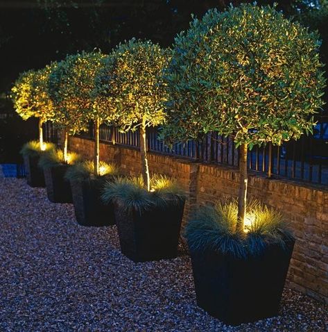 How To Choose Outdoor Lighting To Create Focal Points Garden Lighting Design, Topiary Garden, Front Yard Design, Backyard Diy, Backyard Lighting, Most Beautiful Gardens, Landscape Designs, Night Garden, Have Inspiration