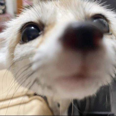 Fenic Fox, Fennec Fox Pet, Zorro Fennec, Fox Pictures, Fennec Fox, Pet Fox, Pretty Animals, Silly Animals, Cute Wild Animals