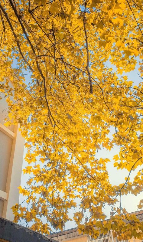 Yellow Umbrella Wallpaper, Umbrella Aesthetic Wallpaper, Yellow Umbrella Aesthetic, Umbrella Aesthetic, Video Chill, Leaves Photography, Manchester United Wallpaper, Yellow Umbrella, Autumn Background