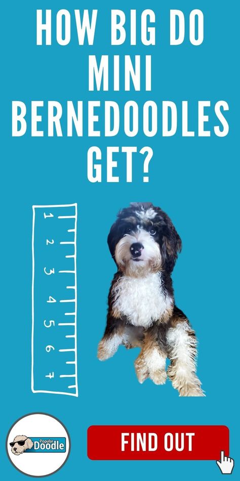 Toy Bernedoodle, Mini Bernedoodle Haircut Styles, Tiny Bernedoodle, Bernedoodle Full Grown, Standard Bernedoodle, Bernese Mountain Dog Poodle, Saint Berdoodle, Medium Goldendoodle, Doodle Dog Breeds