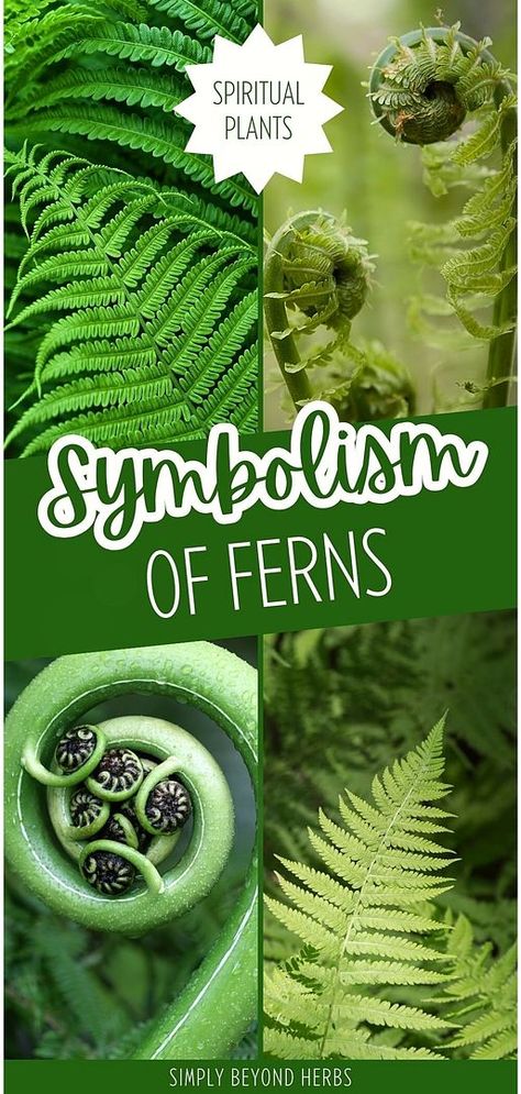 Explore the Symbolism of Ferns in our guide to healing plants and natural medicine. Learn how these ancient plants represent resilience and new beginnings, making them more than just ornamental. Their significance in natural health and cultural traditions offers a unique perspective. Perfect for those intrigued by the spiritual meaning of plants. More insights on green living at simplybeyondherbs.com. Fern Spiritual Meaning, Fern Symbolism, Fern Meaning, Fern Types, Types Of Fern Plants, Fern Seeds, Plant Symbolism, Plant Meanings, Symbolism And Meanings