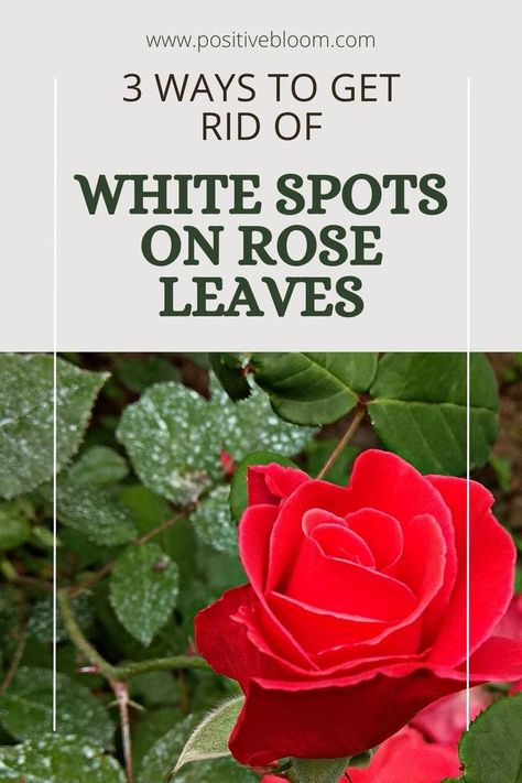 Read our article and learn how to get rid of white spots on rose leaves. See what causes them, the 3 effective solutions, and how and when to apply them. Rose Diseases, Flower Pots Outdoor, Rose Leaves, Outdoor Flowers, Planting Roses, Rose Bush, White Stain, White Leaf, Backyard Landscaping Designs