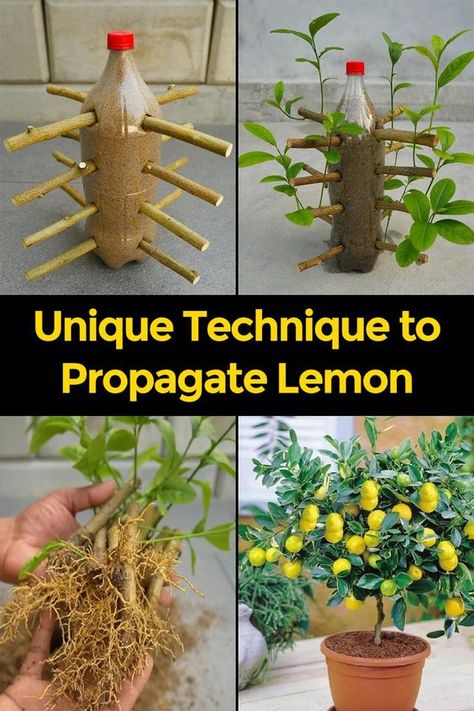 Are you interested in growing your very own lemon trees from cuttings but want a hassle-free and unique method? Look no further! In this article, we’ll guide you through a distinctive technique that requires a 2-liter plastic bottle and a few simple steps. No more complex gardening processes, just straightforward and effective lemon tree propagation. Tree Propagation, Growing Lemon Trees, How To Grow Lemon, Smart Farm, Lemon Trees, Tree Growing, Amazing Food Art, Fruit Plants, Fruit Garden