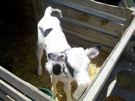 Bottle Calf, Milk Cows, Raising Cattle, Mini Cows, Livestock Farming, Show Cattle, Cattle Breeds, Beef Cattle, Cattle Ranching